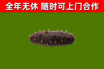 高安市烟酒回收干海参.jpg
